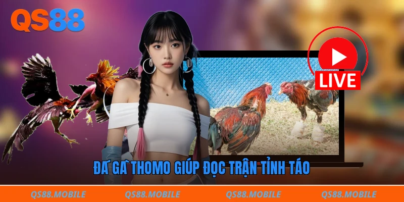 Đá gà thomo giúp đọc trận tỉnh táo